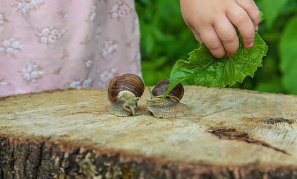 The child examines the snails on the tree. Selective focus. Kid.