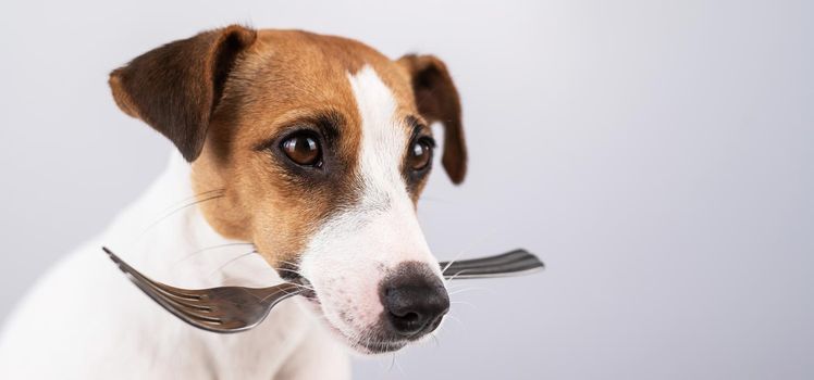 Close-up portrait of a dog Jack Russell Terrier holding a fork in his mouth on a white background. Copy space