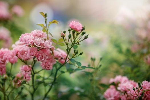 Beautiful Pink Polyantha Rose also known as Fairy Rose blooming in the garden.