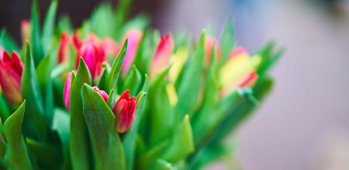 Bouquet of tulips in an iron bucket. Holiday. Gift. Natural flowers. Banner. Close-up