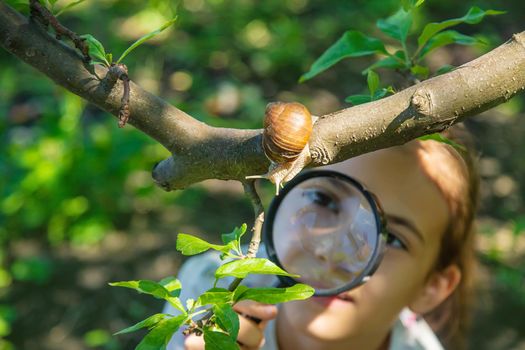 The child examines the snails on the tree. Selective focus. Nature.