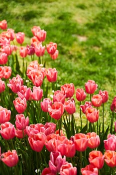 Red beautiful tulips field in spring time with sun rays. High quality photo