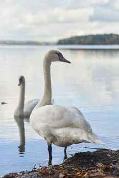 White swans swim in the lake. Kaliningrad region. High-quality photo