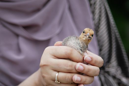 a sparrow bird hand close up .