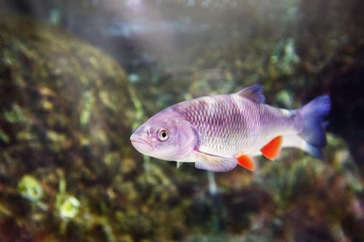 The European Chub (Squalius cephalus) in water.