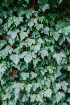 Background of green ivy on a large tree trunk.