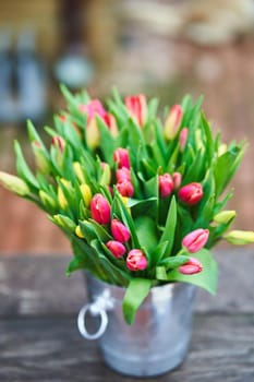 Bouquet of tulips in an iron bucket. Holiday. Gift. Natural flowers.