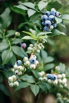 Ripe blueberries (bilberry) on a blueberry bush on a nature background.