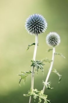 Healing herbs. Eryngium planum. Blue Sea, violet holly healthcare flowers. soft focus, macro view