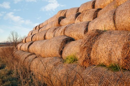 Dry baled hay bales stack, rural countryside straw background. Hay bales straw storage shed full of bales hay on agricultural farm.