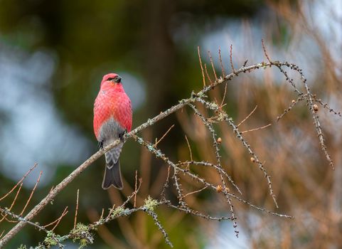 Pine Grosbeak is a large and plump, heavy-chested finch with a round head