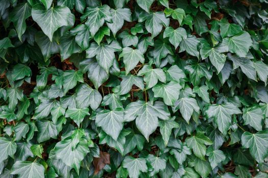 Natural climbing creeper ivy plants on the wall, green foliage leaves growing on the naturally wall or hedge as vertical garden, eco-friendly design concept, organic background