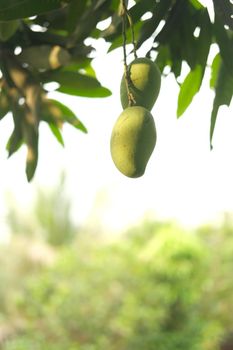 Fresh green mango in a garden ,