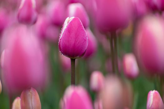 Beautiful pink tulips in flower bed, close-up