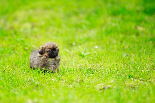 Pekingese puppy running on the grass