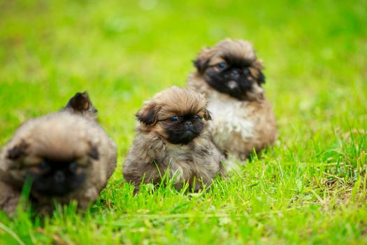 Pekingese puppies are playing on the lawn