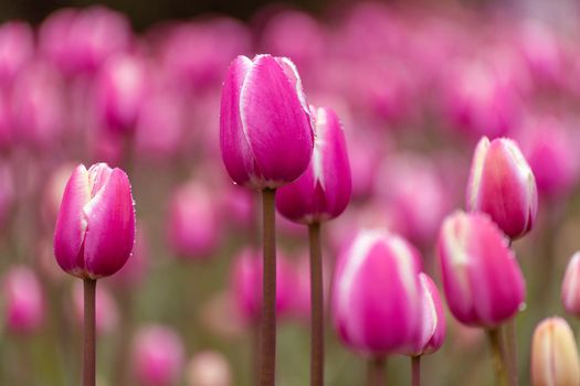 Beautiful pink tulips in flower bed, close-up