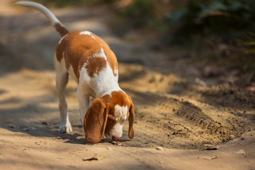 Beagle dog walking on a dirt road