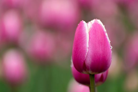Beautiful pink tulips in flower bed, close-up