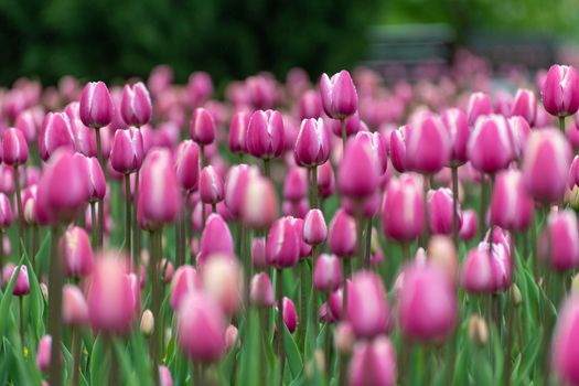 Beautiful pink tulips in large city flower bed