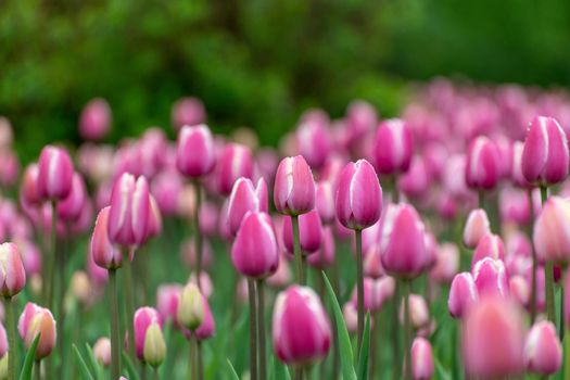 Beautiful pink tulips in large city flower bed