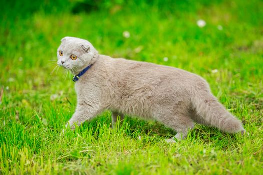 Fold cat walks on the lawn