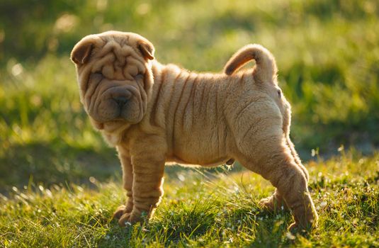 Shar Pei puppy stands on the lawn and looks out for something
