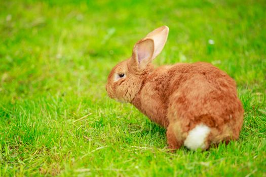 red-haired big rabbit on a background of green grass