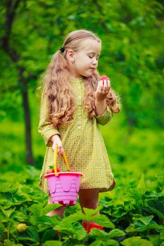 the child collects strawberries and tastes them