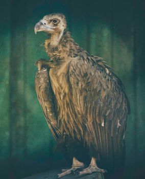 portrait of a large eagle standing on a log