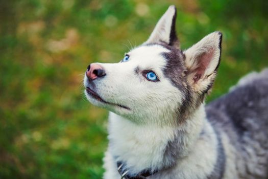 dog breeds husky walks in nature