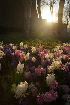 Hyacinths in a park during Sunset time