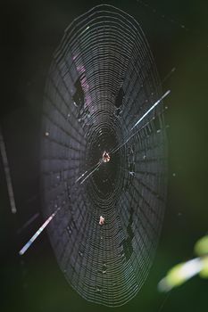 Spider web illuminated by backlight in forest