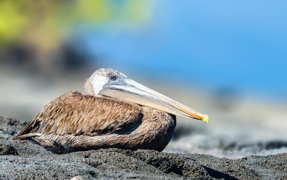 Galapagos Pelican just hanging out on a rock