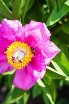 Beautiful pink peony flower with pollinator wasp. Summer is blooming and fragrant. Close-up
