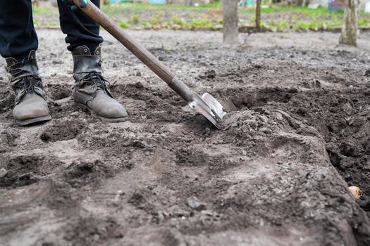 Planting potato tubers in the ground. Early spring preparation for the garden season. A man with a shovel is digging a garden