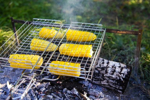 Roasted corn cobs of yellow succulent corn grilled on a wire rack