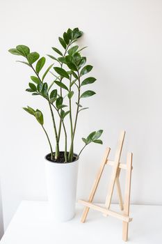 Gardening concept. A vertical photo of an indoor plant zamiokulkas growing in a white pot, an easel stands on a table