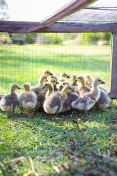 The little geese crowded into the cages. Geese on the street eating grass. Agriculture concept. Beautiful sunny day