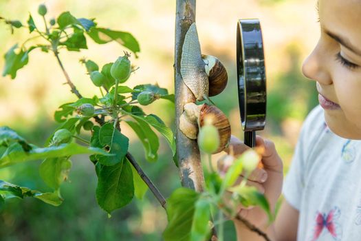 The child examines the snails on the tree. Selective focus. Nature.