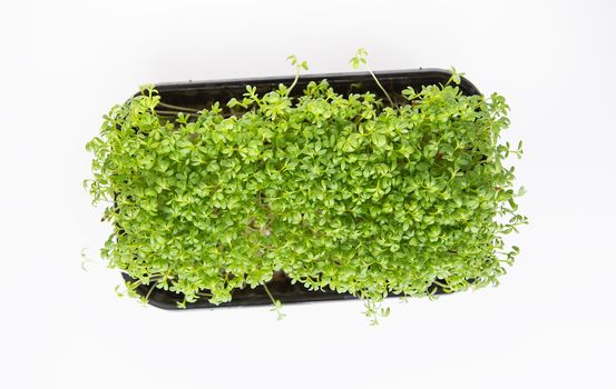 Selective focus, top view. Beautiful green microgreen leaves. Germination of microgreen seeds at home. Vegan and healthy food concept