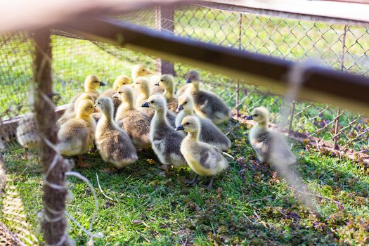 The little geese crowded into the cages. Geese on the street eating grass. Agriculture concept. Beautiful sunny day