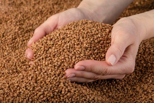 Buckwheat background, texture of buckwheat groats. Roasted buckwheat in the hands. Concept of food crisis, bad harvest, lack of food, famine