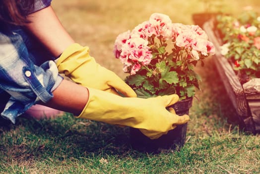Woman hands wearing yellow gloves holding and planting flowers
