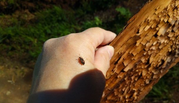 A small brown beetle walking on a man's arm