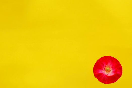 red poppy flower on yellow background