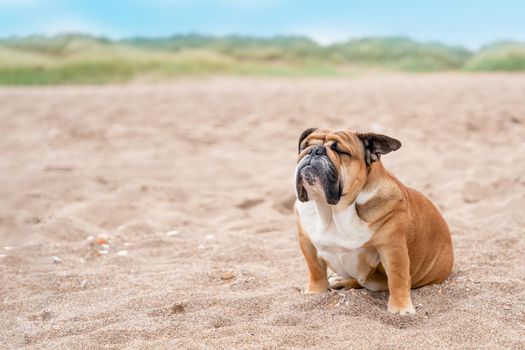Red english british Bulldog sitting on seaside at sunse in summer Space for text