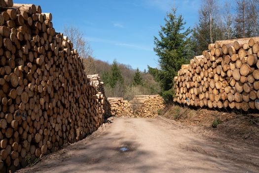 Panoramic image of footpath alongside log piles, forestry in Germany 