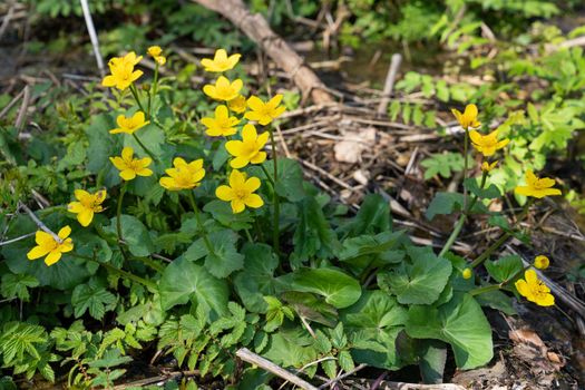 Forest during springtime, close up image of kingcup (Caltha palustris)