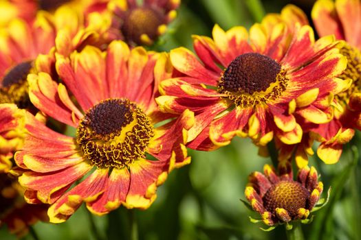 Helens Flower (Helenium), flowers of summertime